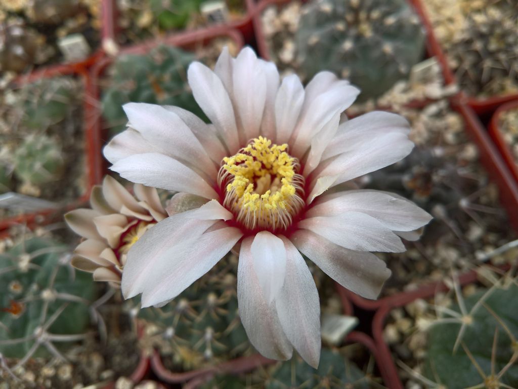 GYMNOCALYCIUM calochlorum